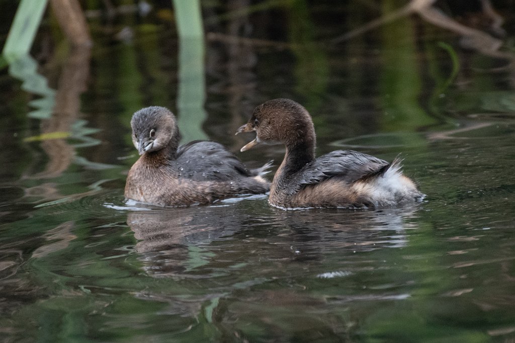 D85_5826.jpg - pied-billed Grebes