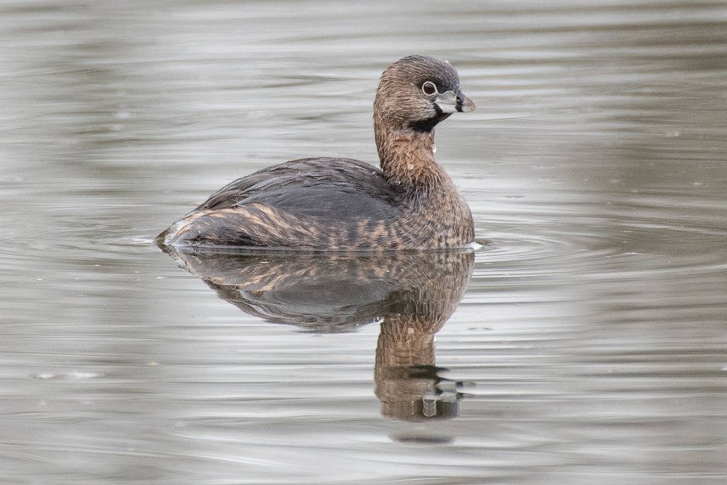 D85_7731.jpg - Pied-billed Grebe