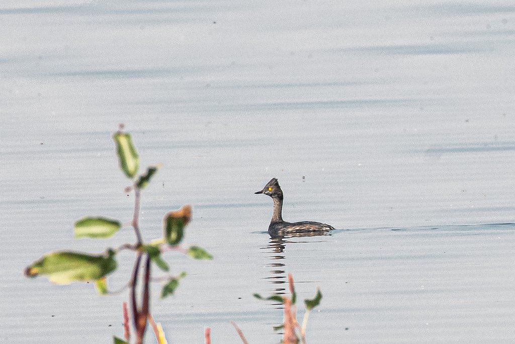 D85_8996.jpg - Eared Grebe