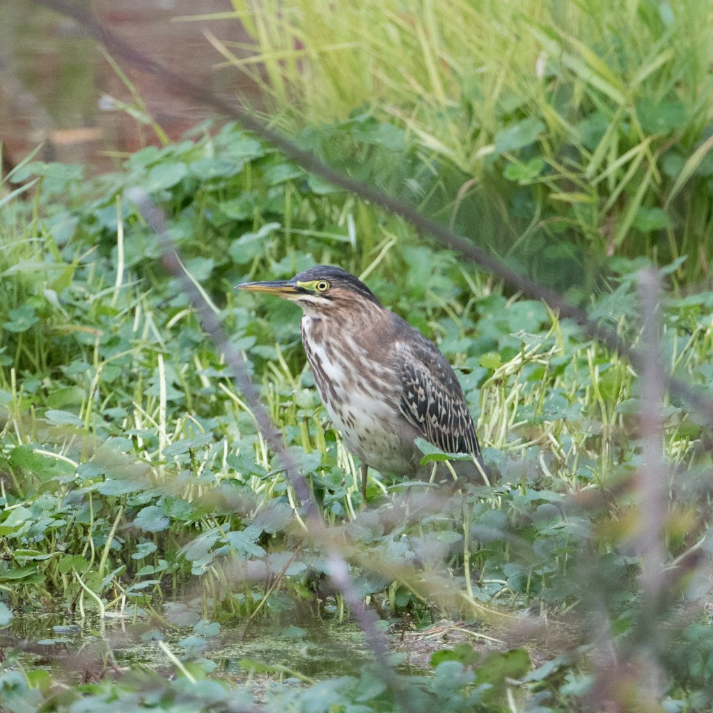 D05_1292.jpg - Green Heron