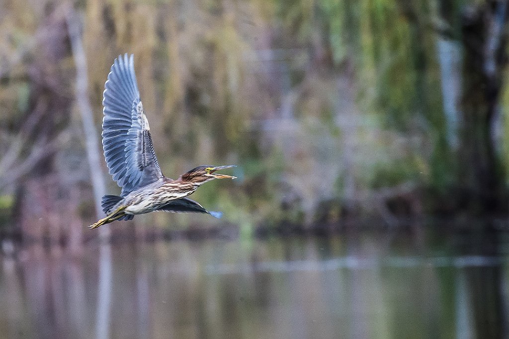 D05_3131-2.jpg - Green Heron