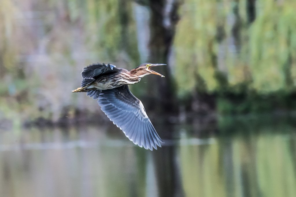 D05_3132.jpg - Green Heron