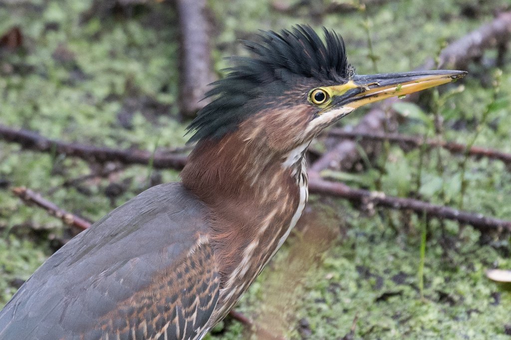 D05_7334-3.jpg - Green Heron