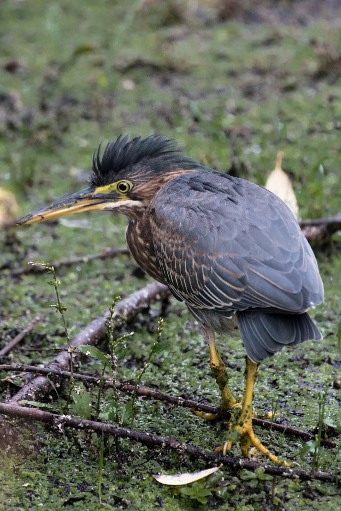 D05_7349.jpg - Green Heron