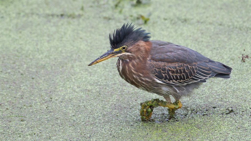 D05_7373-2.jpg - Green Heron