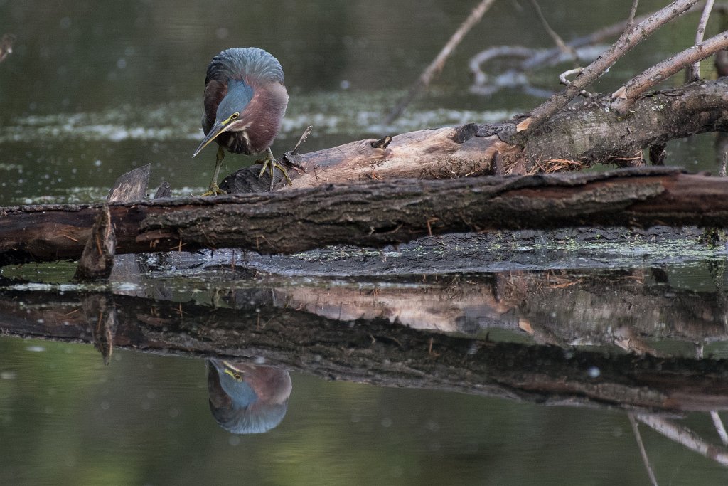 D05_7542.jpg - Green Heron