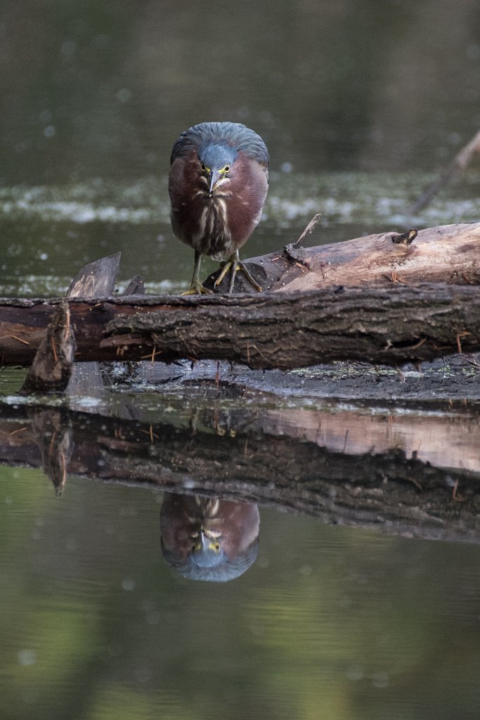 D05_7568.jpg - Green Heron