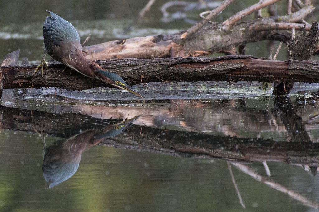 D05_7584-2.jpg - Green Heron