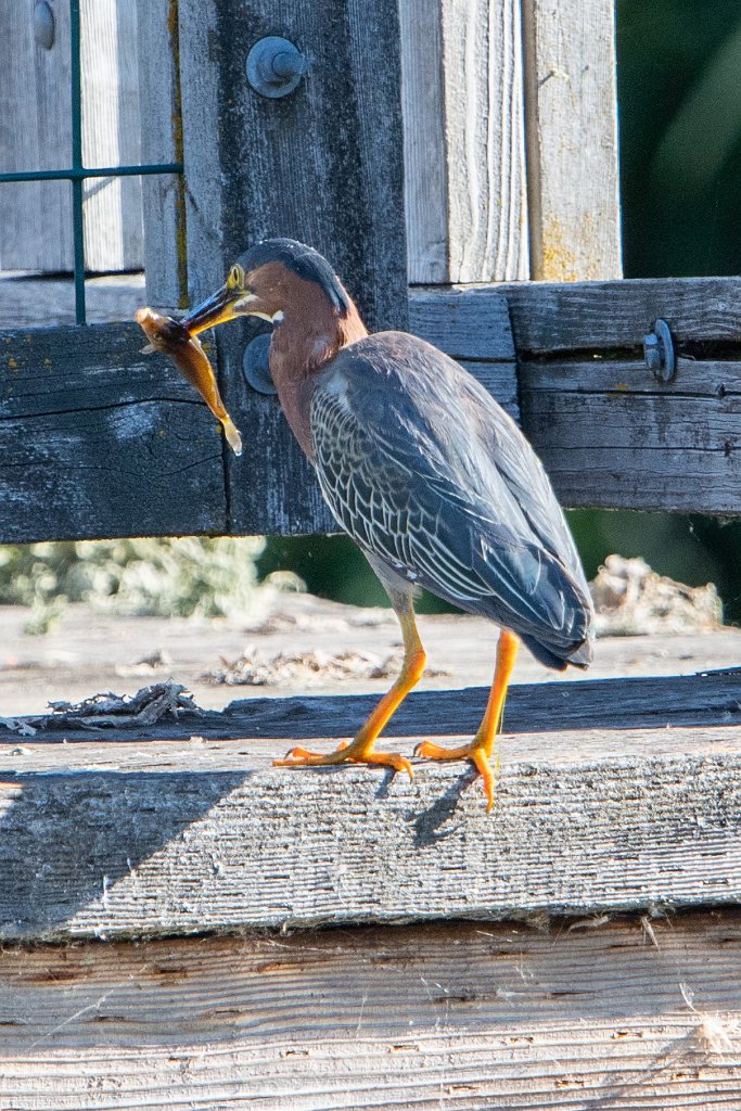 D05_7955.jpg - Green Heron