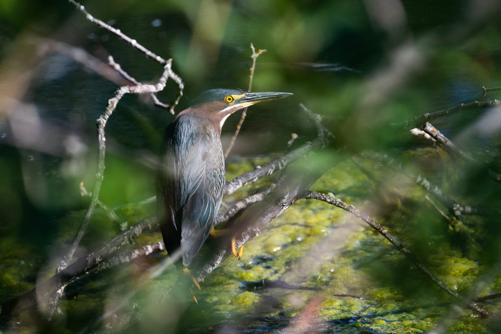 D05_7980.jpg - Green Heron