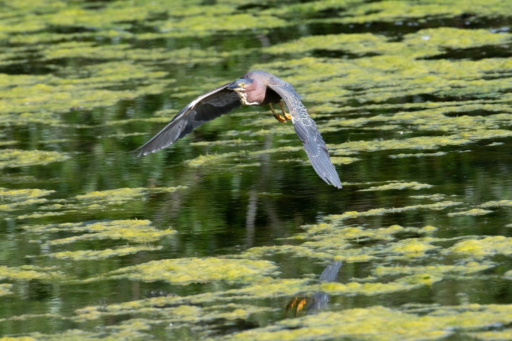 D05_7992.jpg - Green Heron