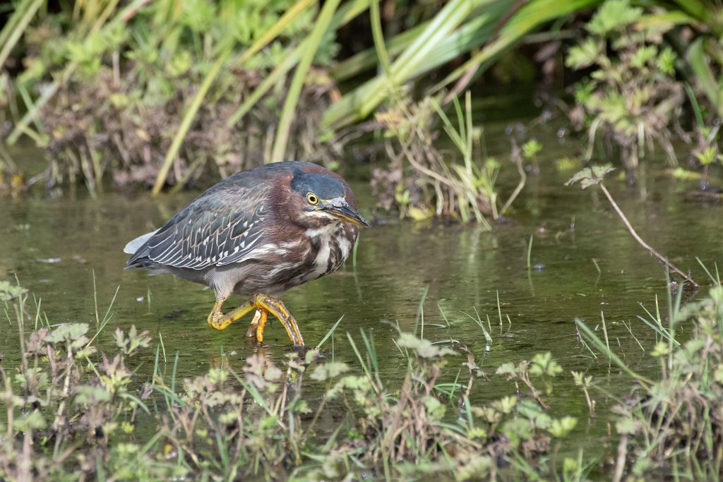 D85_1789.jpg - Green Heron