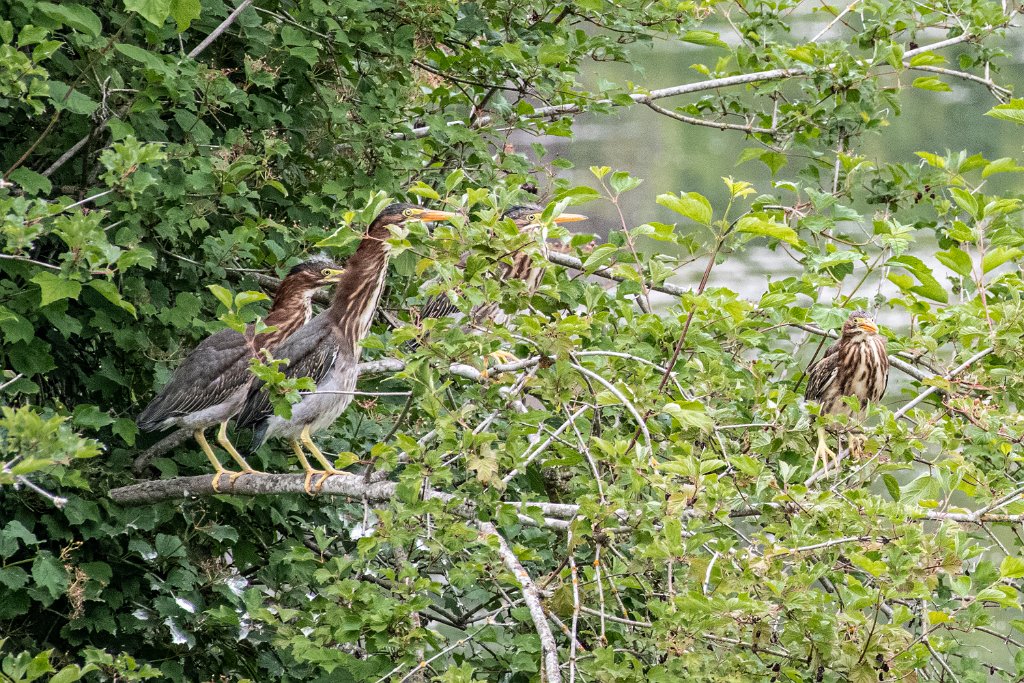 D85_2132.jpg - Green Heron