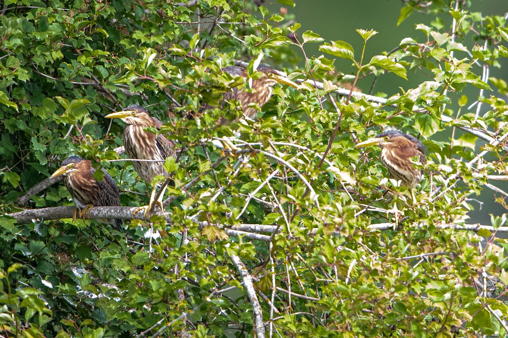 D85_2385.jpg - Green Heron