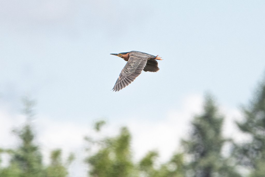 D85_2431.jpg - Green Heron