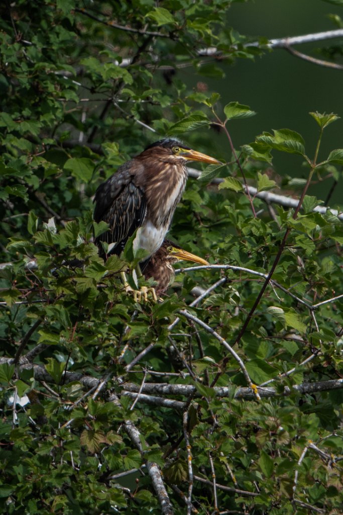 D85_2443.jpg - Green Heron