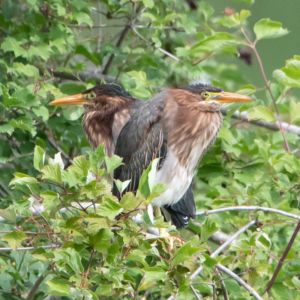 D85_2520.jpg - Green Heron