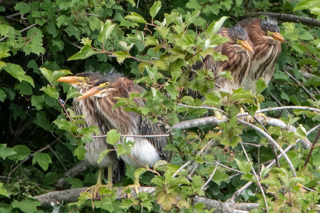 D85_2690.jpg - Green Heron