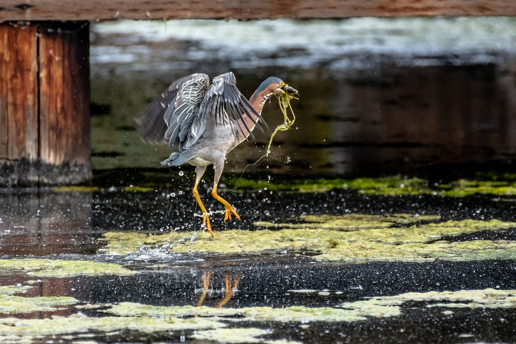 D85_3883.jpg - Green Heron