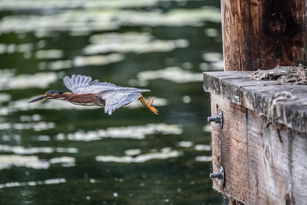 D85_3947-2.jpg - Green Heron