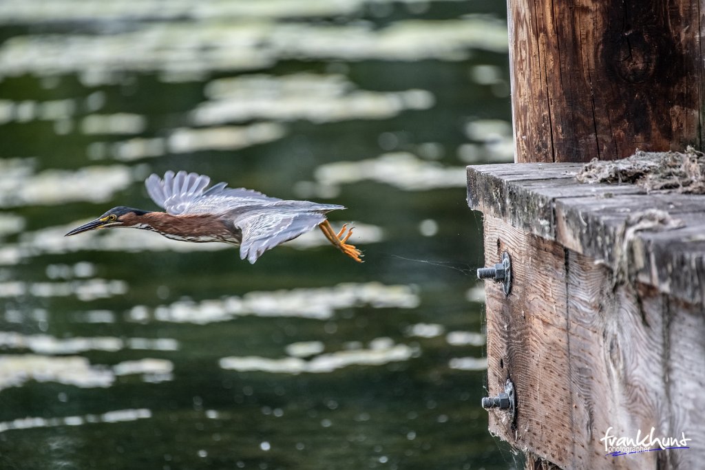 D85_3947.jpg - Green Heron