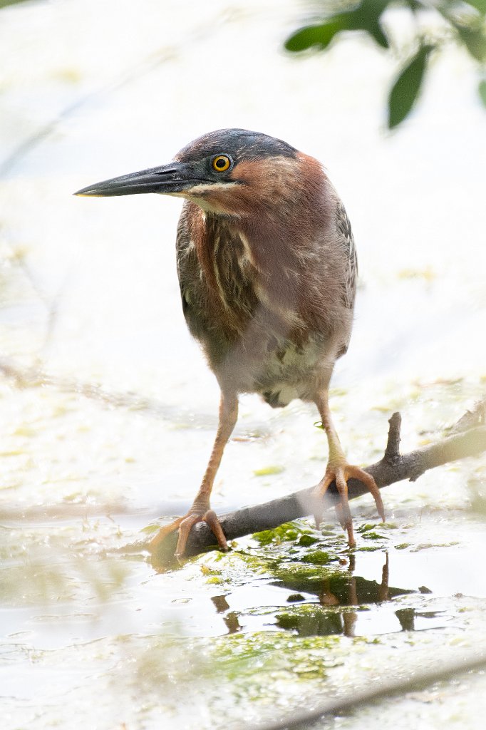 D85_3974.jpg - Green Heron