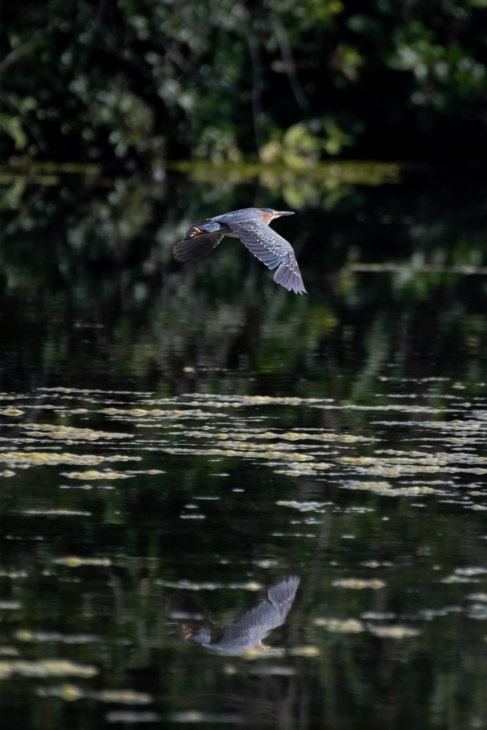 D85_4128.jpg - Green Heron