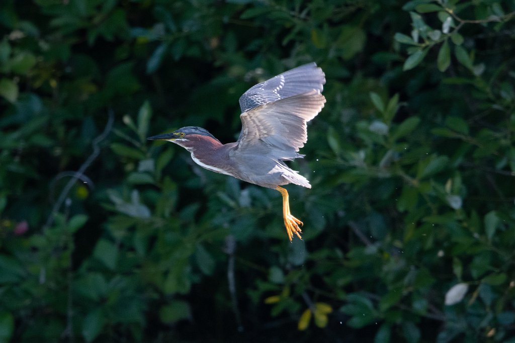 D85_4375.jpg - Green Heron