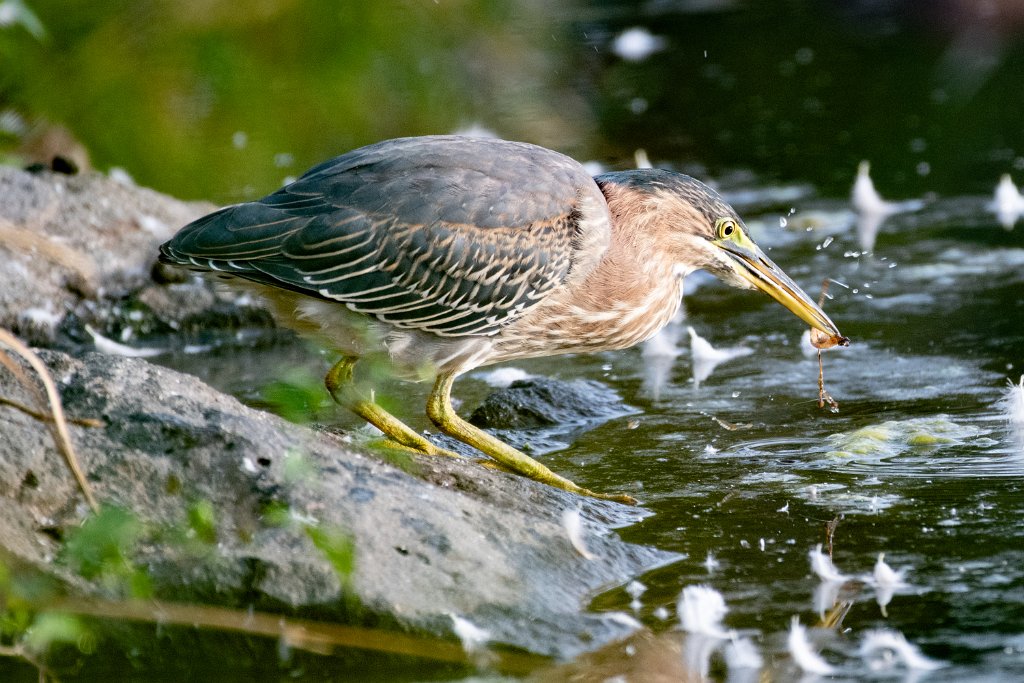 D85_6215.jpg - Green Heron