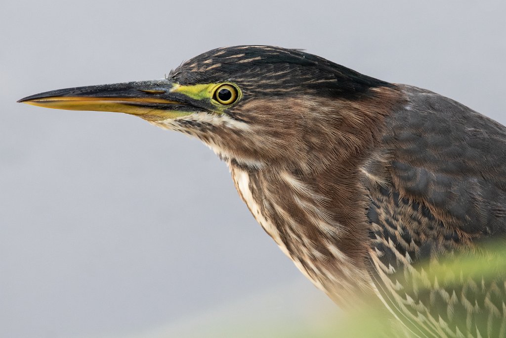 D85_6264.jpg - Green Heron