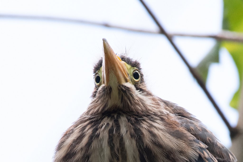 D85_6469.jpg - Green Heron