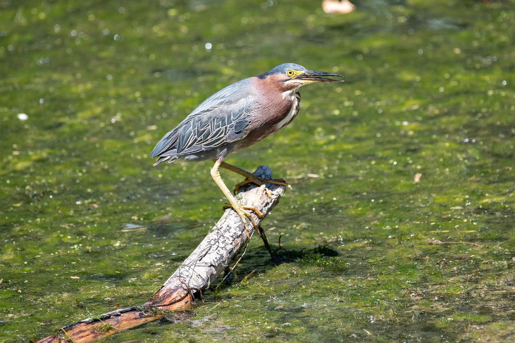 D85_6555.jpg - Green Heron