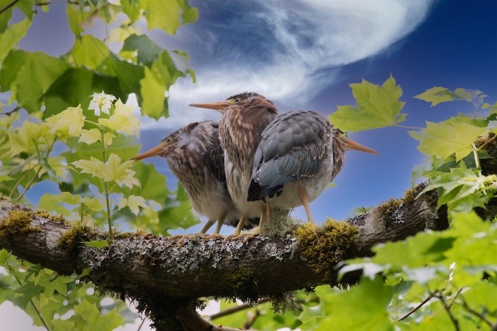 D85_6697-Edit.jpg - Green Heron