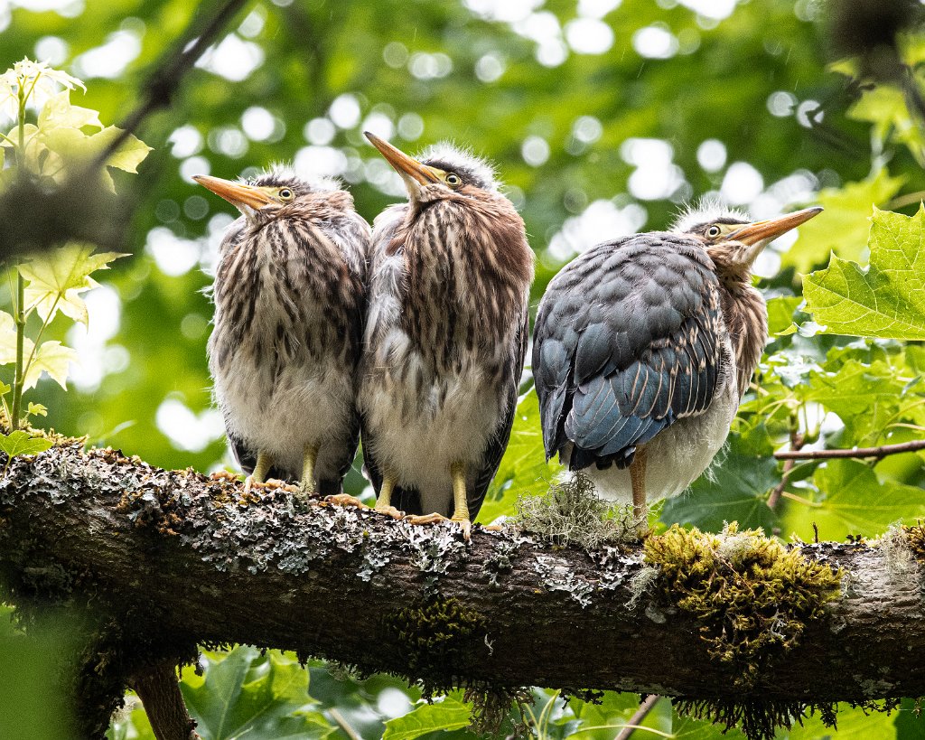 D85_6720.jpg - Green Heron