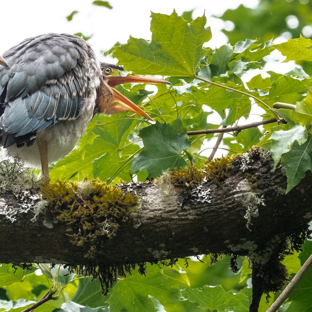 D85_6742.jpg - Green Heron