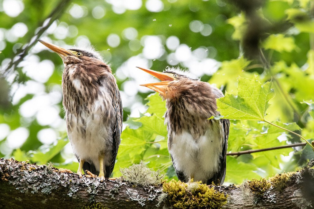 D85_6782.jpg - Green Heron