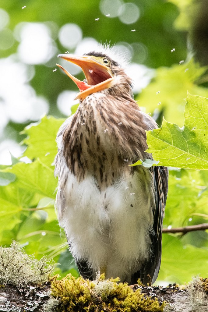 D85_6787.jpg - Green Heron