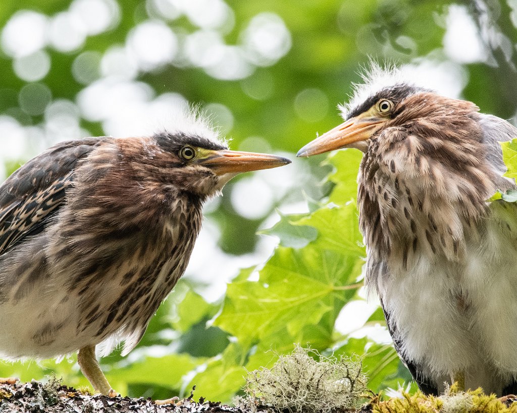 D85_6810.jpg - Green Heron