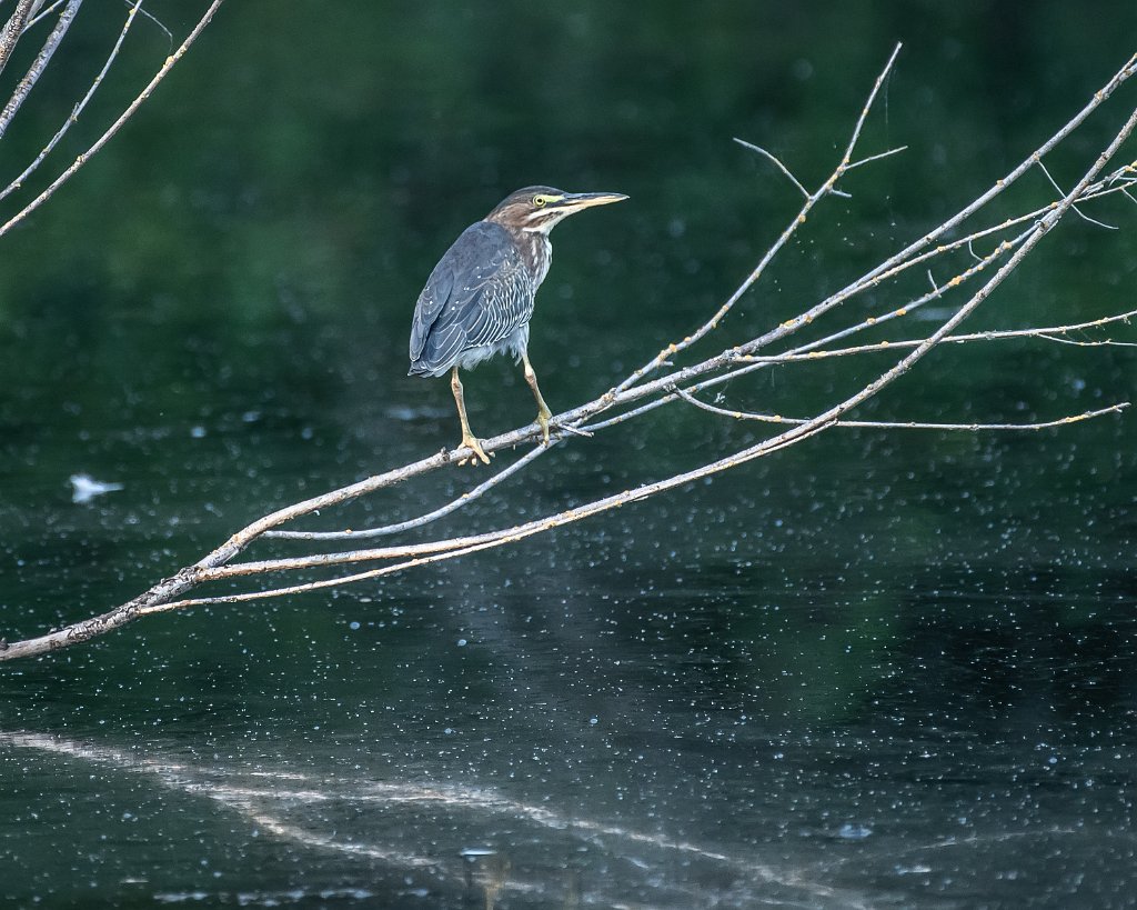 D85_6822.jpg - Green Heron