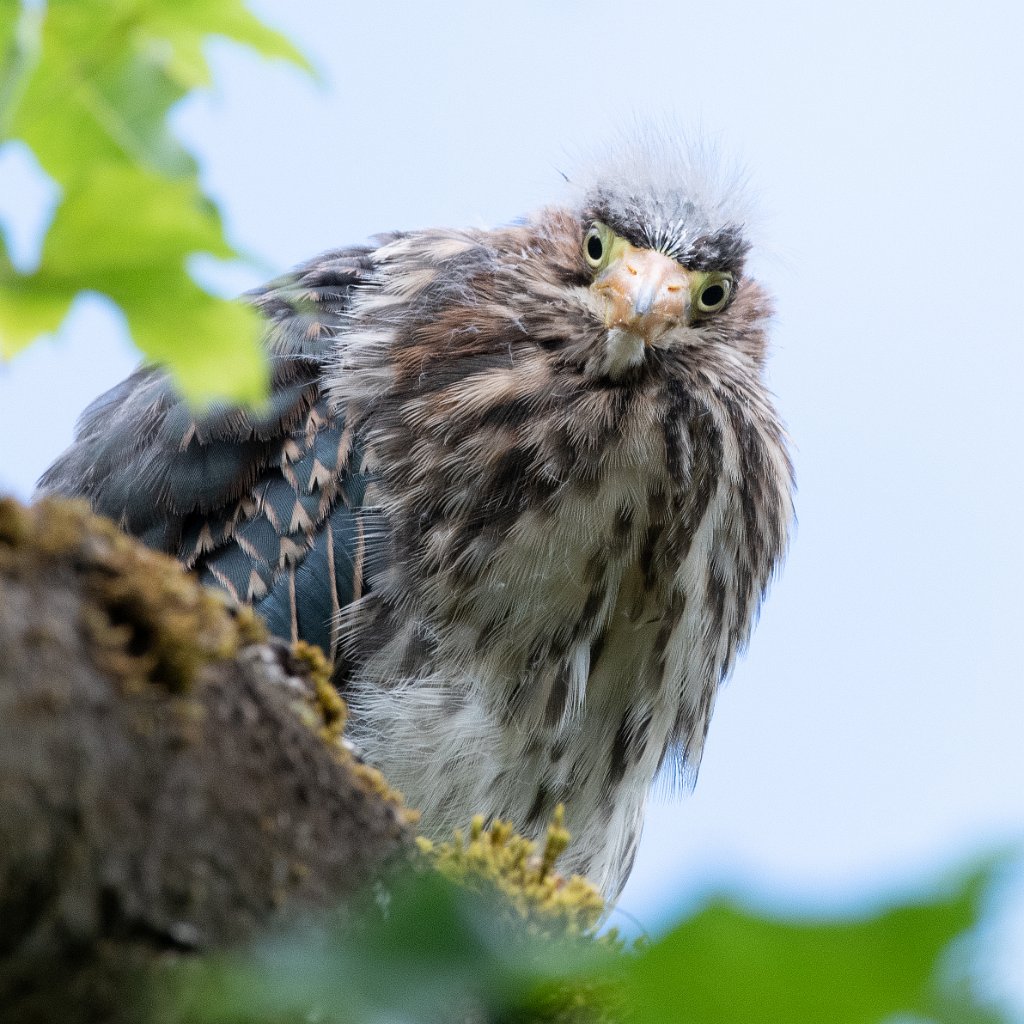 D85_6842-1016.jpg - Green Heron