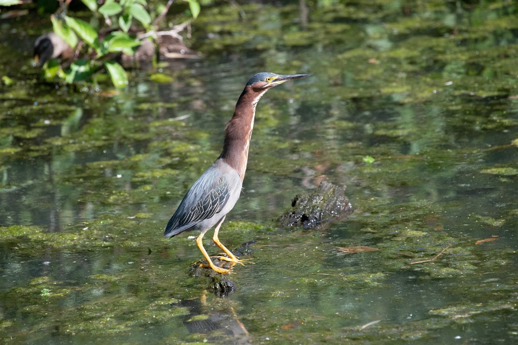 D85_7110.jpg - Green Heron