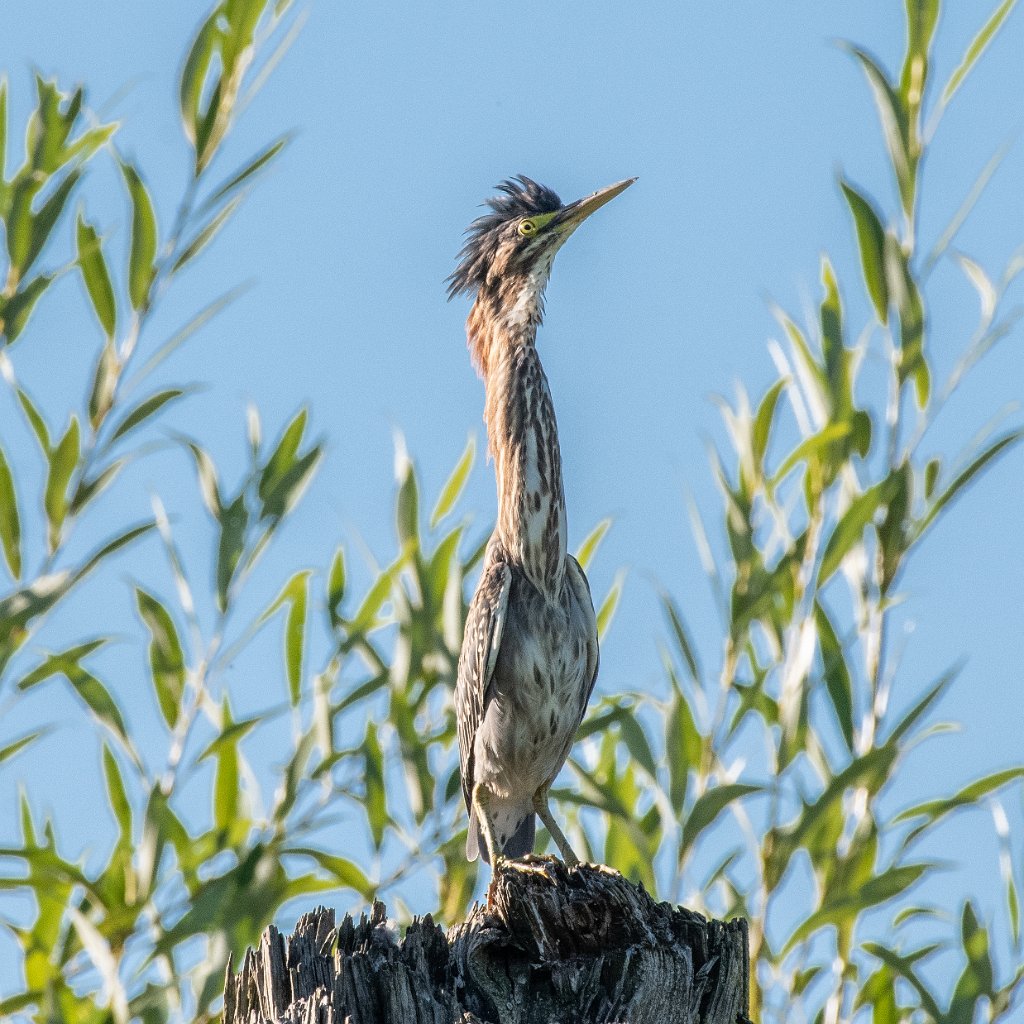 D85_7133-1009.jpg - Green Heron