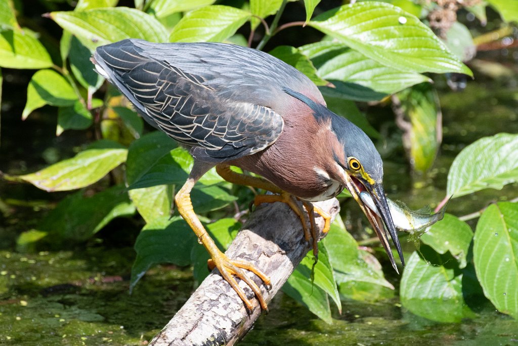 D85_7234.jpg - Green Heron