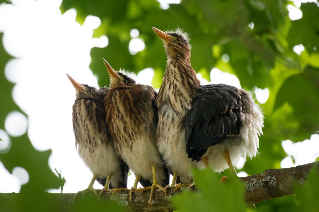 D85_7634.jpg - Green Heron