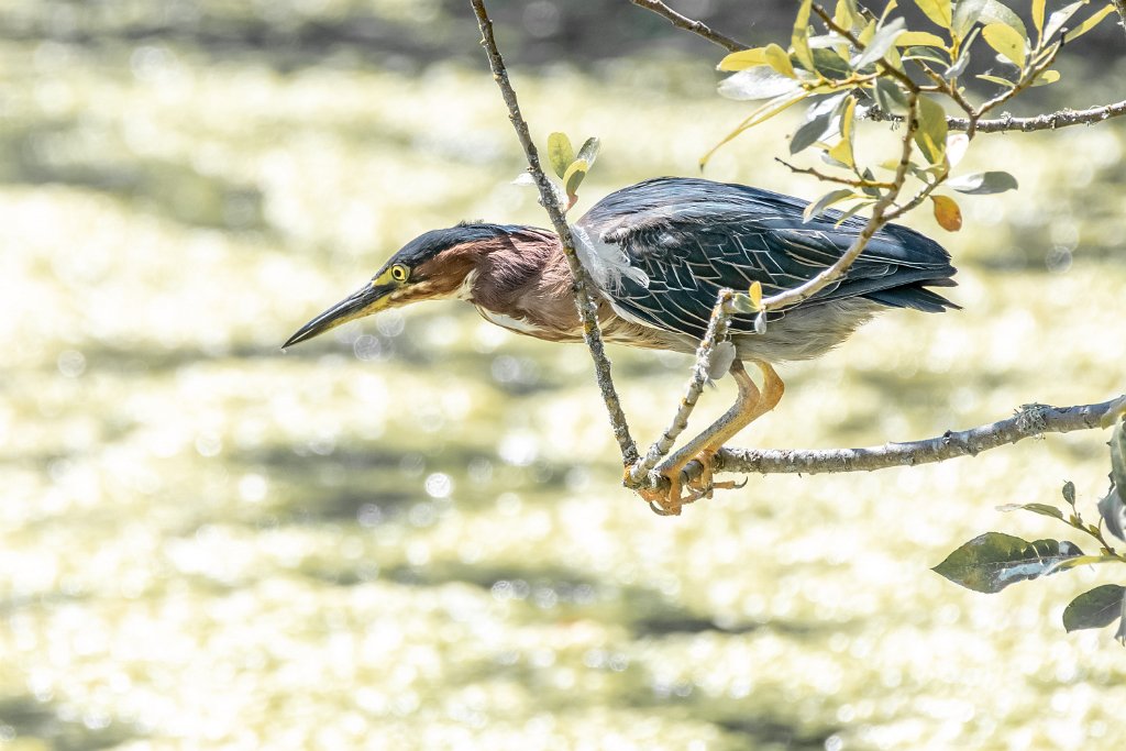 D85_8340.jpg - Green Heron