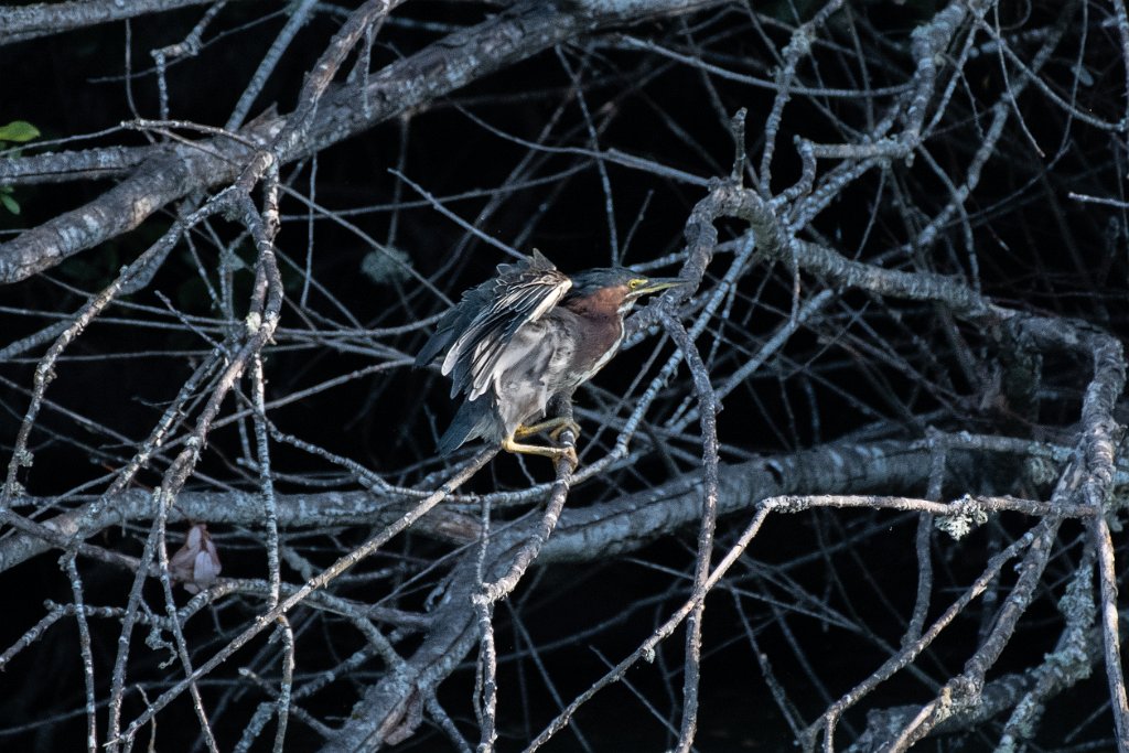 D85_8930.jpg - Green Heron