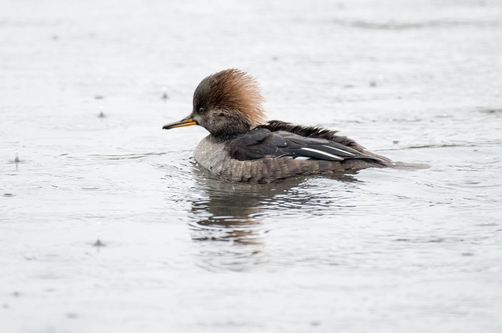 D04_0472.jpg - Hooded Merganser