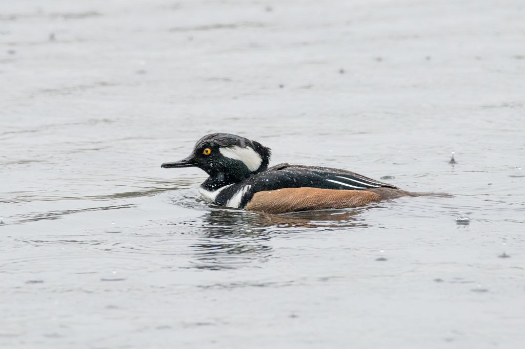 D04_0475.jpg - Hooded Merganser