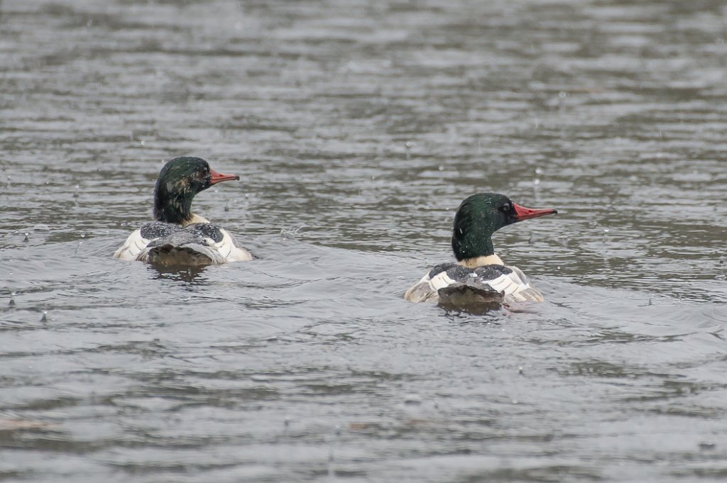 D04_0490.jpg - Common Merganser