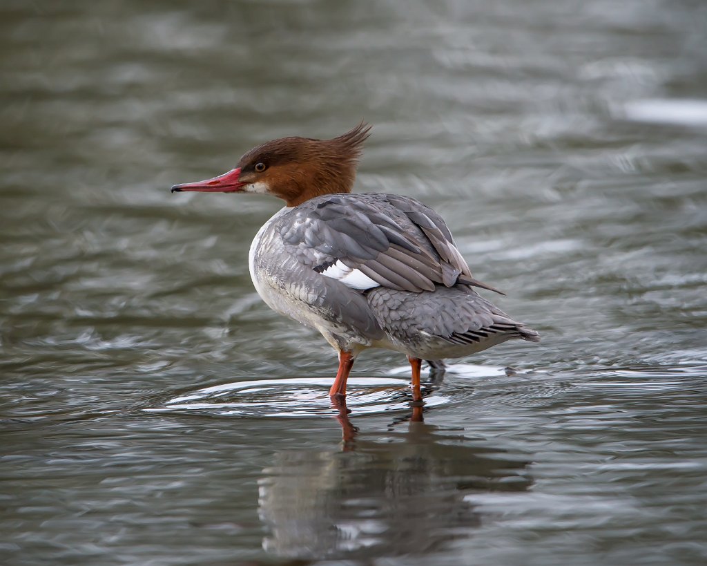 D04_3687.jpg - Common Merganser